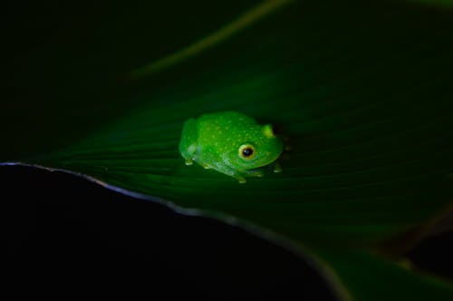 A Fascinating Frog Metamorphosis 2