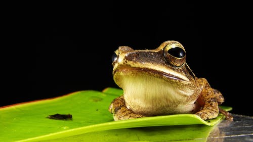 A Fascinating Frog Metamorphosis