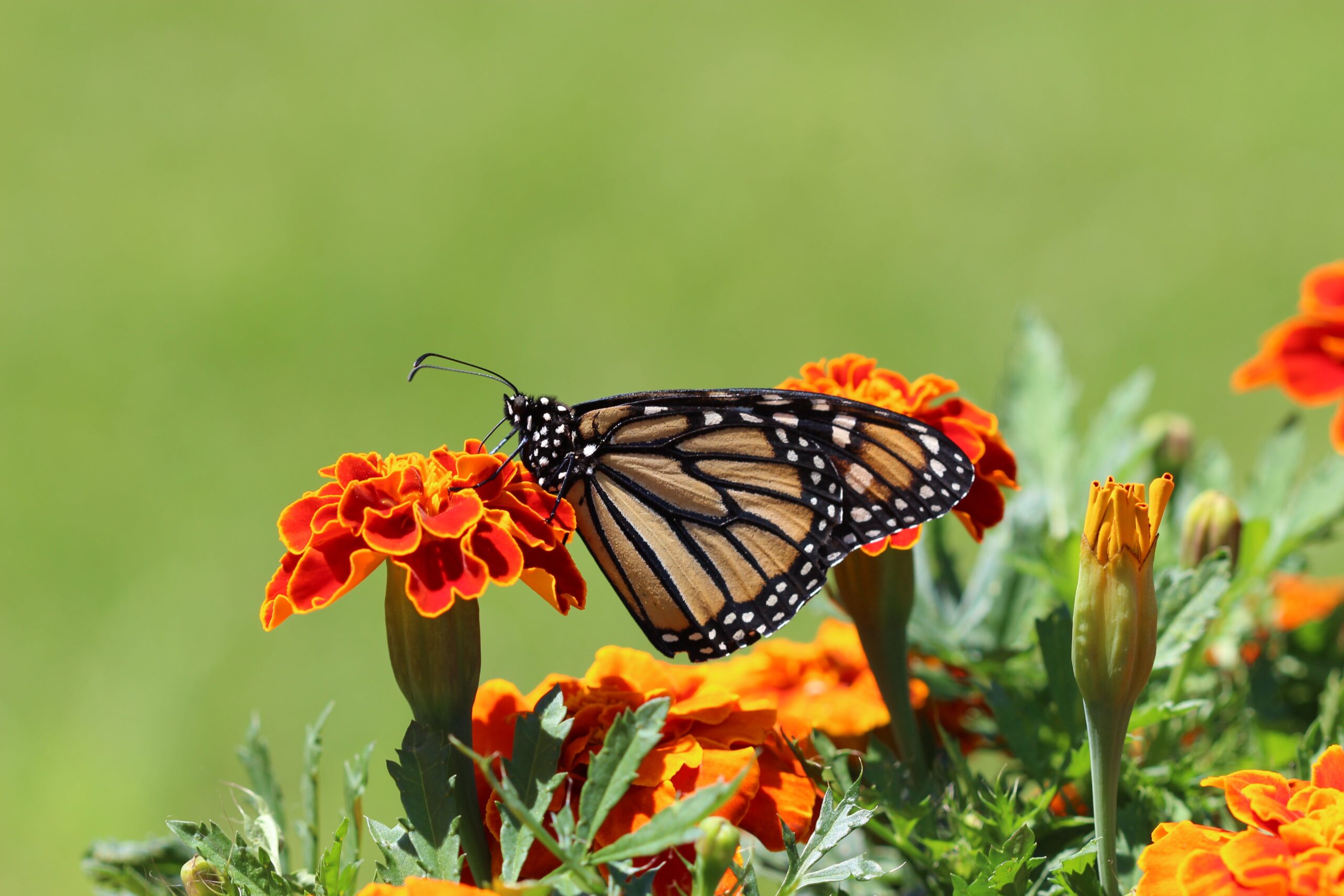 Making Your Own Butterfly Garden Some Easy Steps