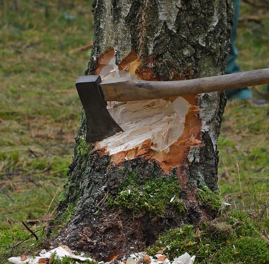 A felling axe on a tree trunk