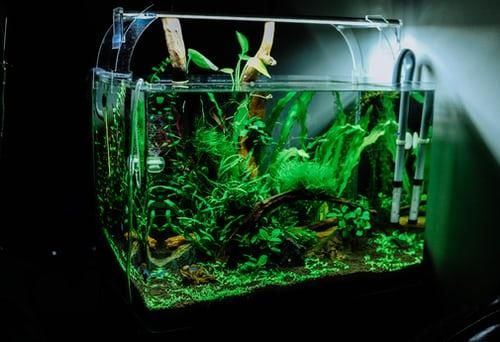 Simple Ways to Make Your Aquarium Look More Stunning