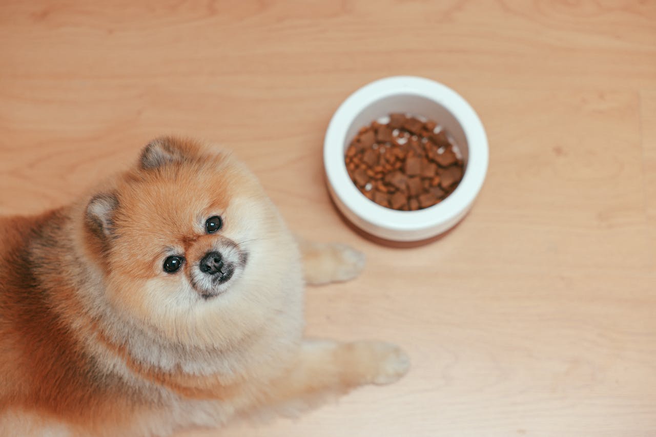 How to Give Your Dog a Healthy Diet