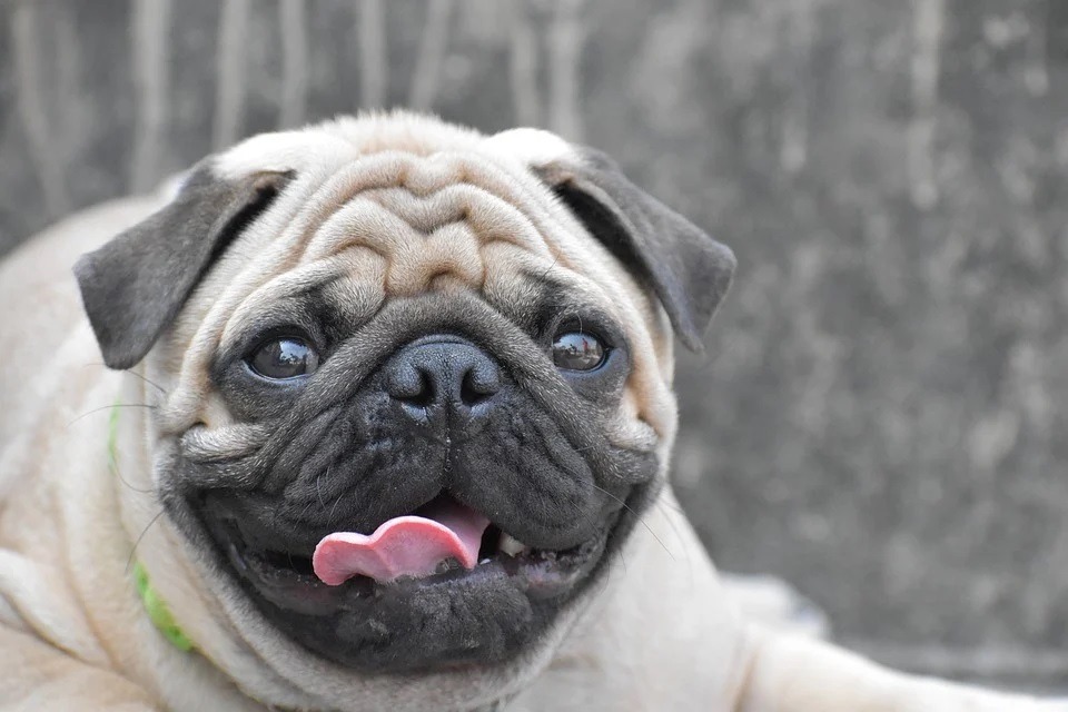 10 Facts About Pugs You Should Know Before Adopting One