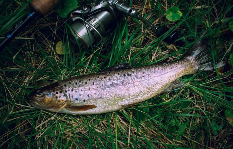 What Is the Difference Between Brook Trout and Speckled Trout?