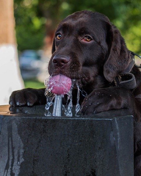 Why Does Your Dog Need a Water Fountain