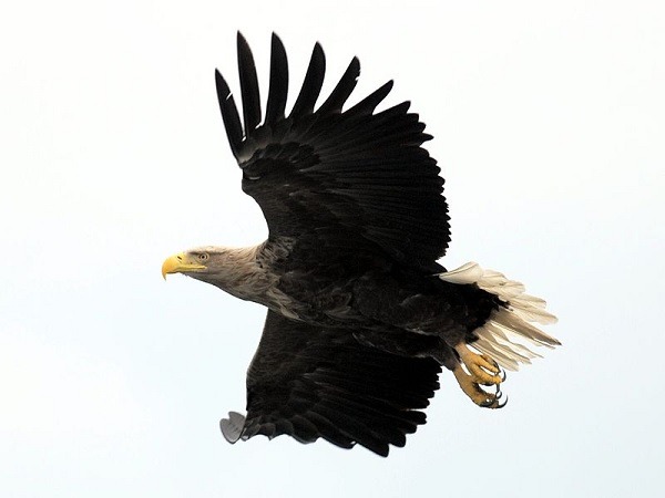 white-tailed eagle symbol of the Archipelago National Park
