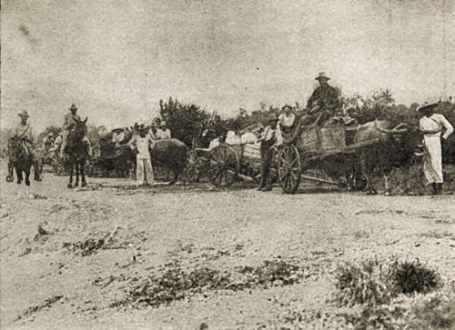 Lawton's Bull Train with provisions and halted on the road for rest 1899