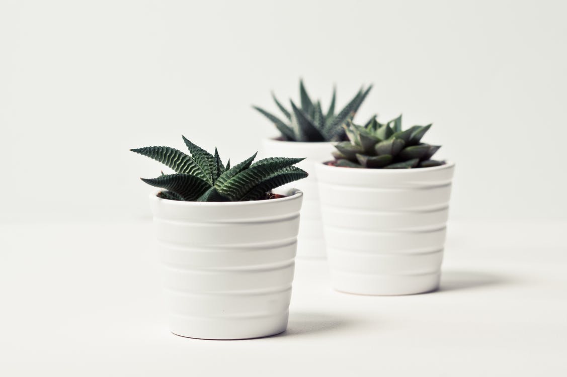 The Indoor Succulents Which You Must Know About