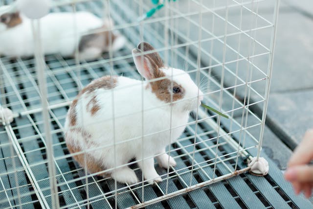 8 Tips on Building a Rabbit Cage