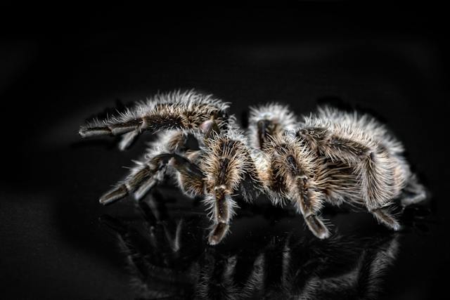 What Are the Ideal Food & Housing Conditions for Curly Hair Tarantula?
