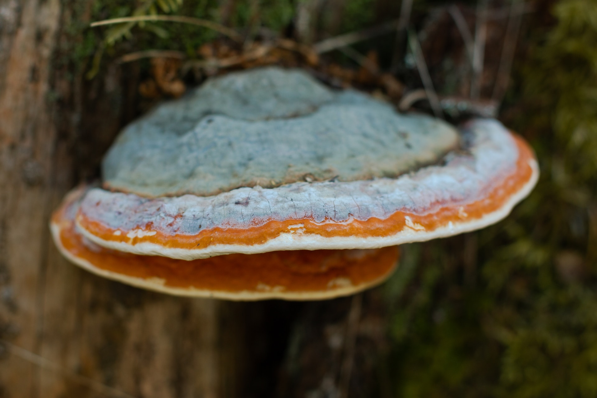 Potential risks and benefits of Chaga mushroom