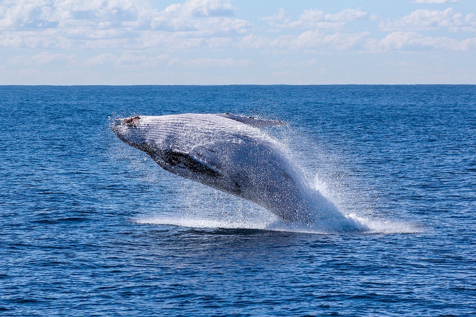 How Ocean Pollution Affects Whales