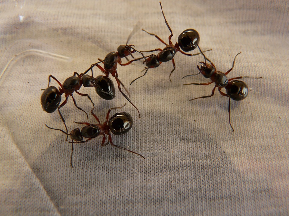 How Professional Ant Exterminators Solve Your Ant Issue