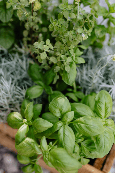 a pot of mint and basil