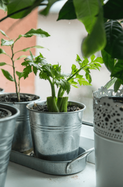 growing celery in a tin pot