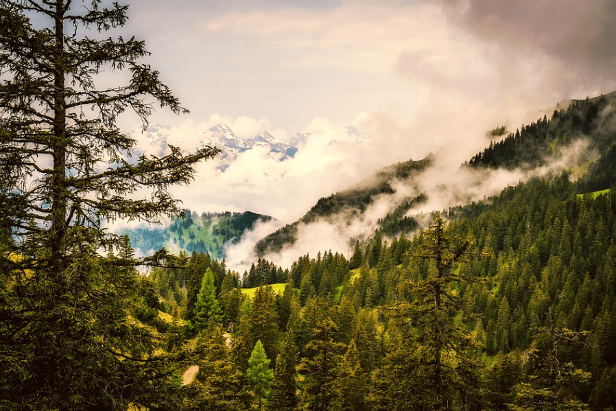 pine trees and fog in Liechtenstein