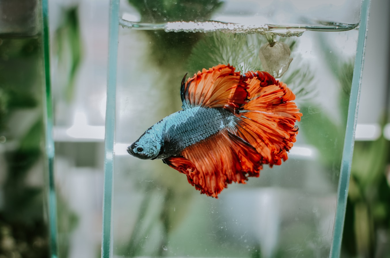 How to Care for a Betta Fish in a Vase