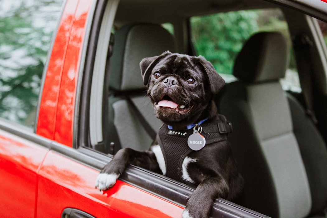 Ways To Secure Your Dog In The Car