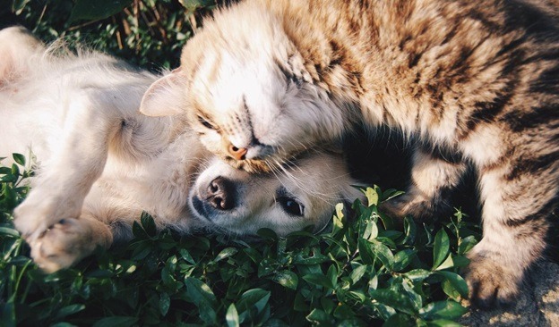 Ways To Take Care Of Your Senior Pets