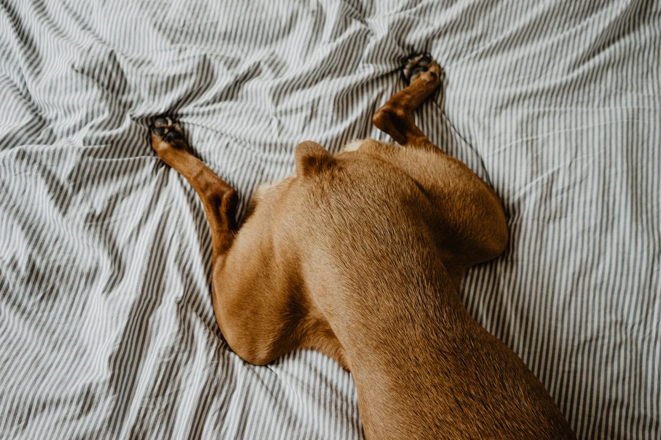 What Should You Do When Your Dog Scratches Your Bed Sheets
