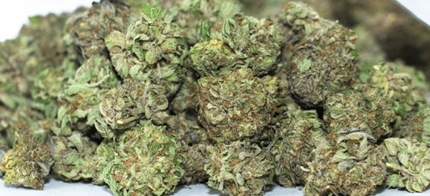 Everything you should know about hybrid marijuana