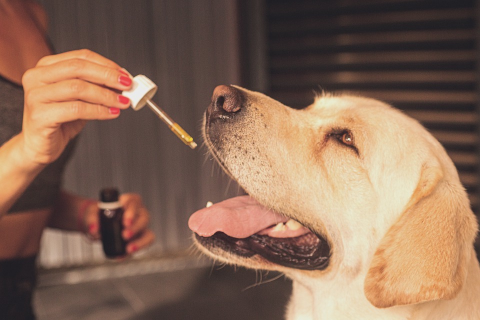 What Should You Check When Buying CBD Salve For Dogs