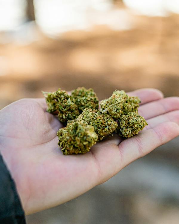 hybrid marijuana