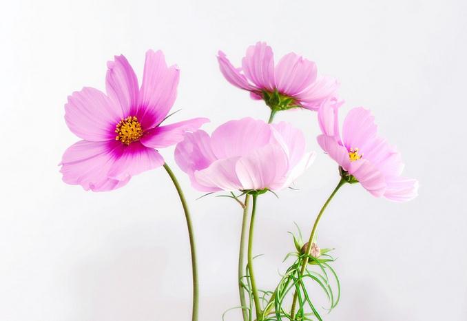 4 pink flowers with white background