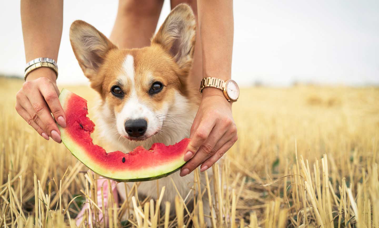 9 Types Of Fruits That You Can Give Your Dog As A Treat