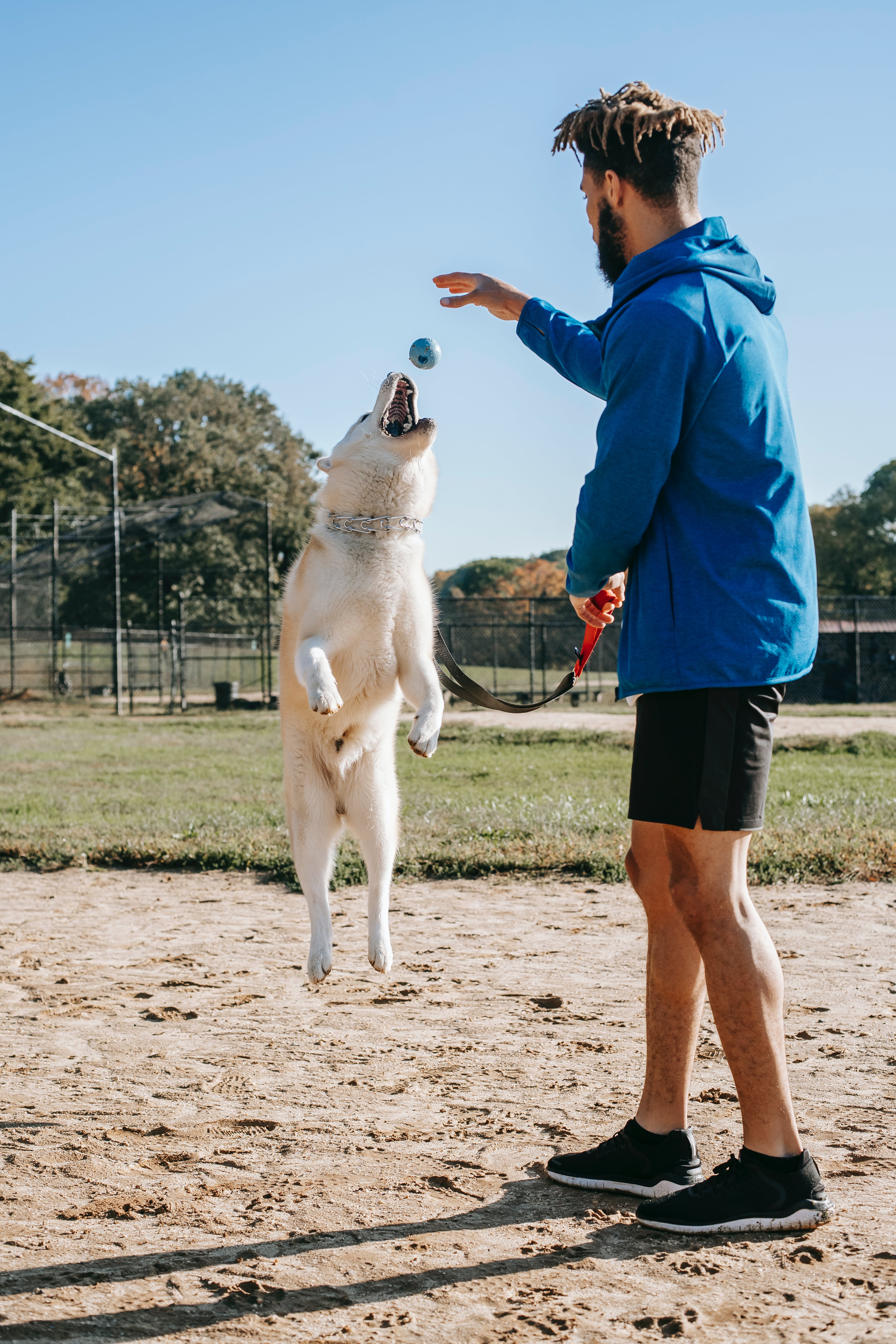 3 Products Dog Trainers in Brooklyn Want Every Dog Owner to Have