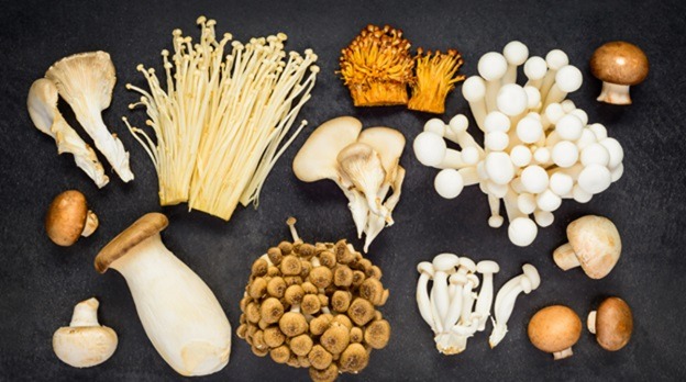 Enhance Your Health By Using These Medicinal Mushrooms in Australia