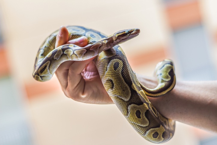 4 Reasons You Should Get a Pet Snake