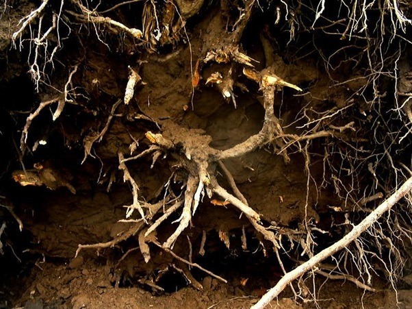 How Do Roots Affect Gardening