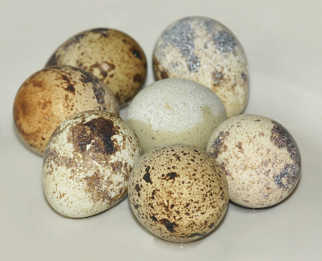 A Closer Look at Varied Quail Breeds for Egg and Meat Excellence