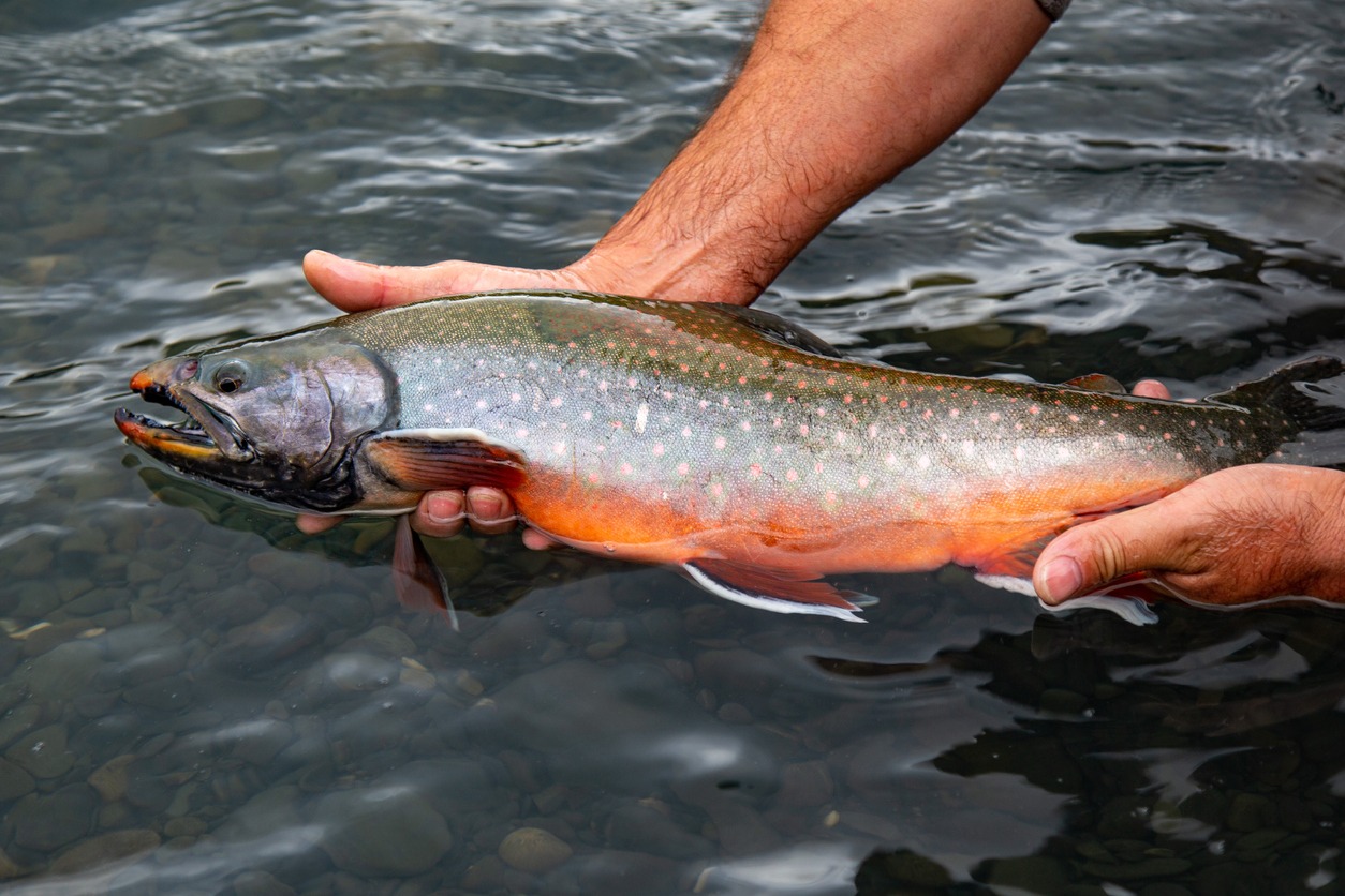 Arctic Char, Alaska – US State, Fish, Bull Trout, Fishing, Fly-Fishing, River, Spawning, Animal, Animal Behavior, Animal Fin, Animals In The Wild, Beauty in Nature, Below, Flowing Water, Freshwater