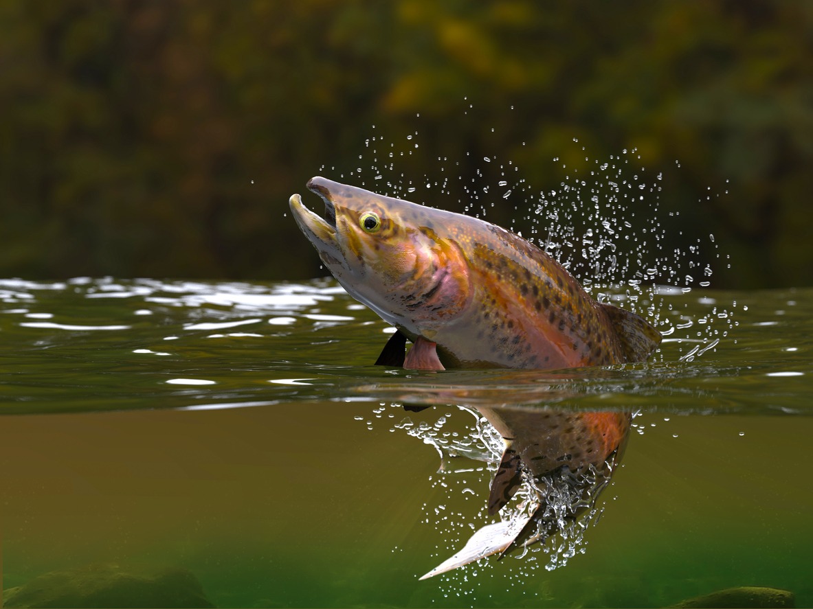 Brown, Speckled Trout, Flying – Fish, Fish, Water, Spotted, Illustration, River, Fishing, Freshwater, Pond, Forelle Pear, Freshwater Fishing, Fishing Reel, Freshwater Fish, Horizontal, No People