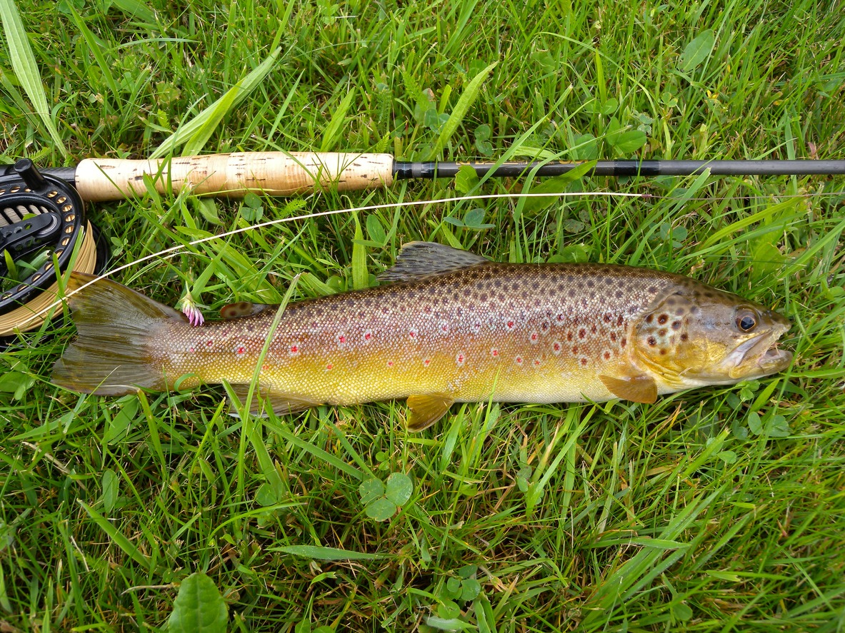 Brown Trout, Brindle, Color Image, Fishing, Fishing Rod, Fly-Fishing, France, Horizontal, Lake, No People, Rapids – River, River