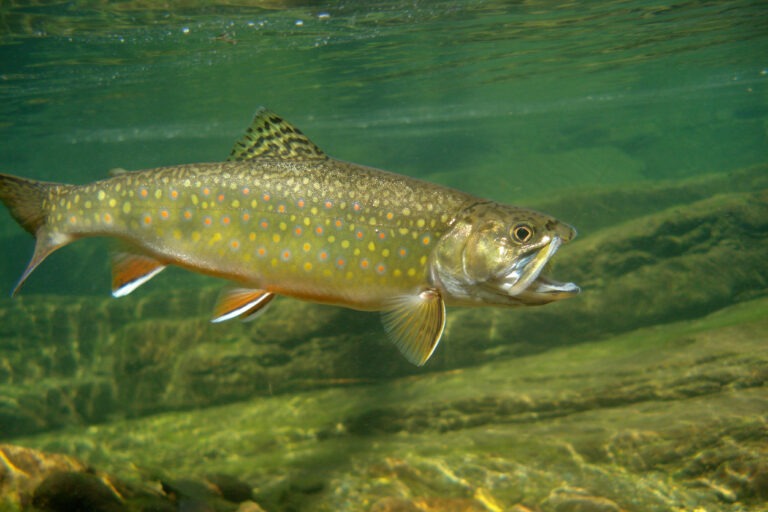 Speckled Trout, Trout, Underwater, Fish, Fishing, Fly-Fishing, Horizontal, No People, Orange Color, Photography, Red, Spotted, Water, Yellow