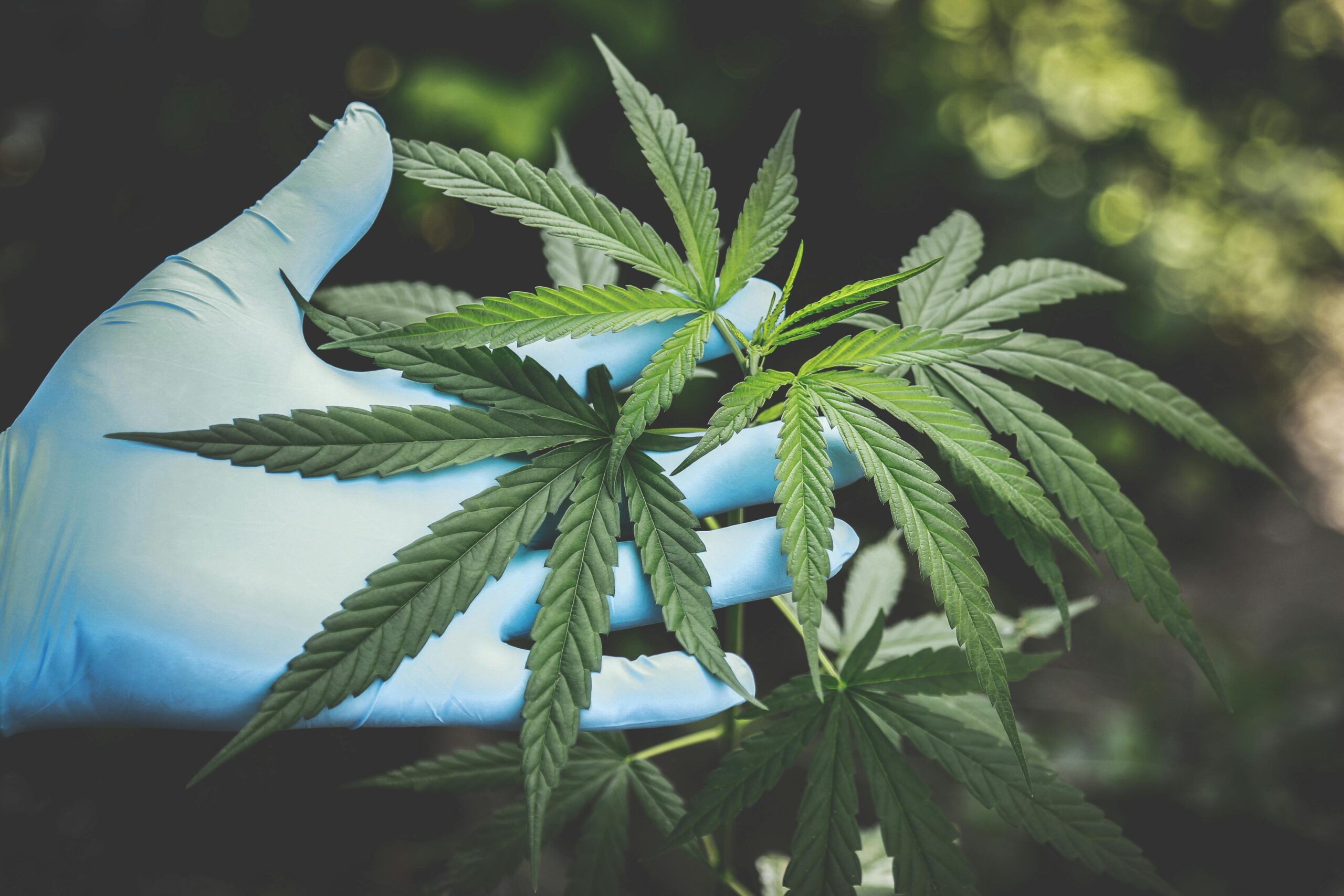 Benefits of Cannabis Equipment Financing for Growing Your Business