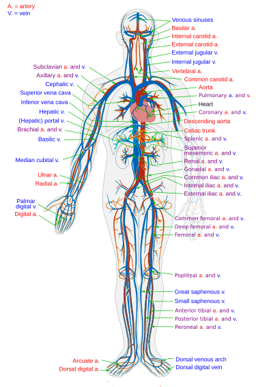 Circulatory Excellence: Pathways to Improved Vitality