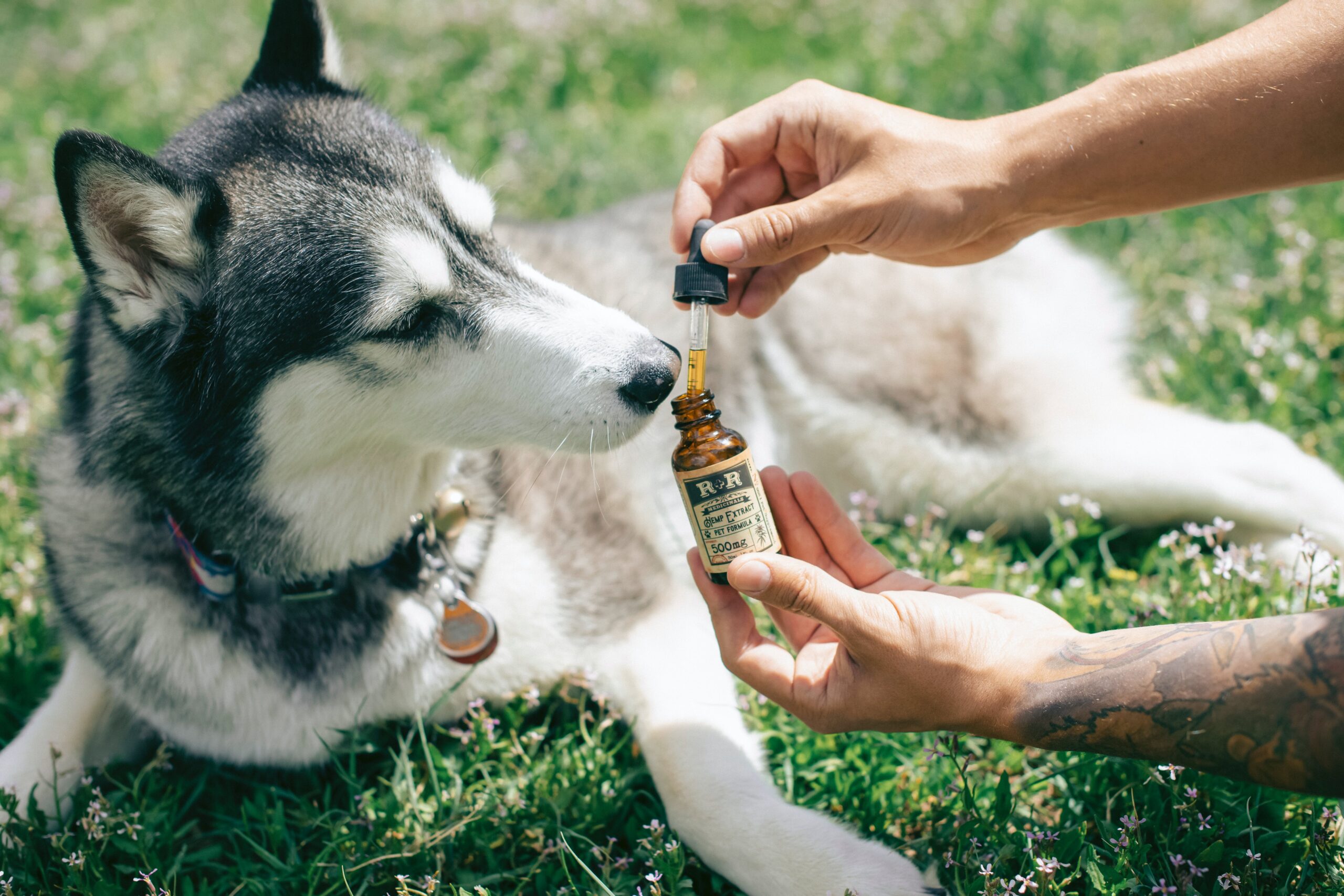 How Canine Oil Can Help Improve Your Dog's Coat and Skin