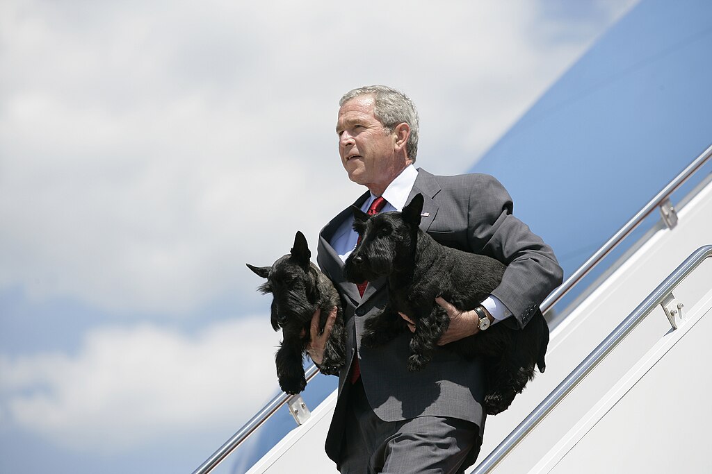Miss Beazley, the Scottish Terrier