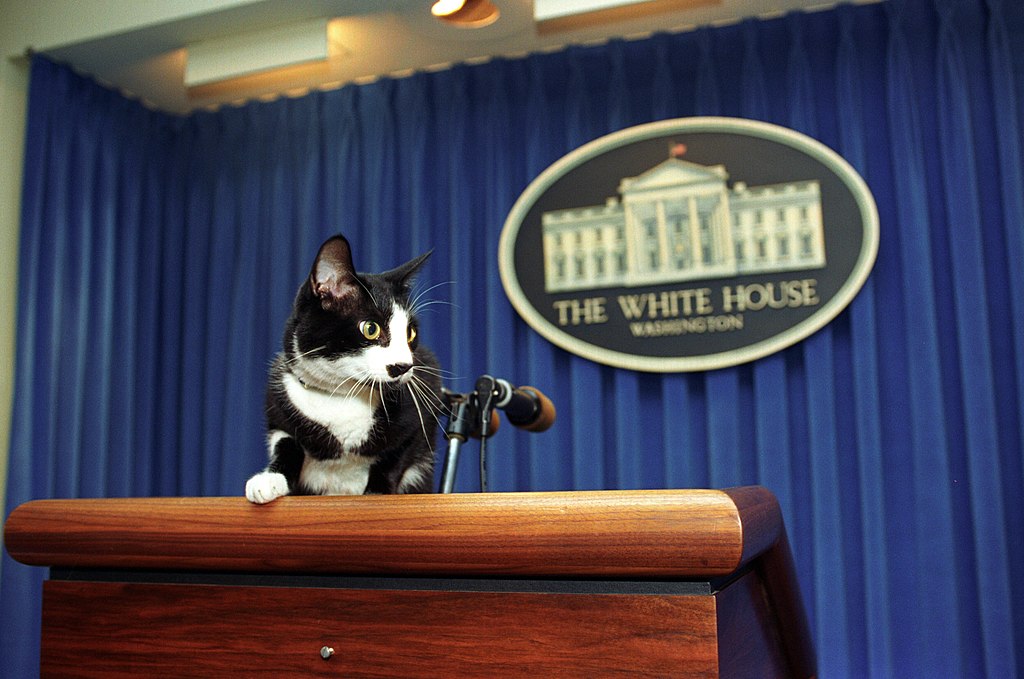 Socks, the Cat