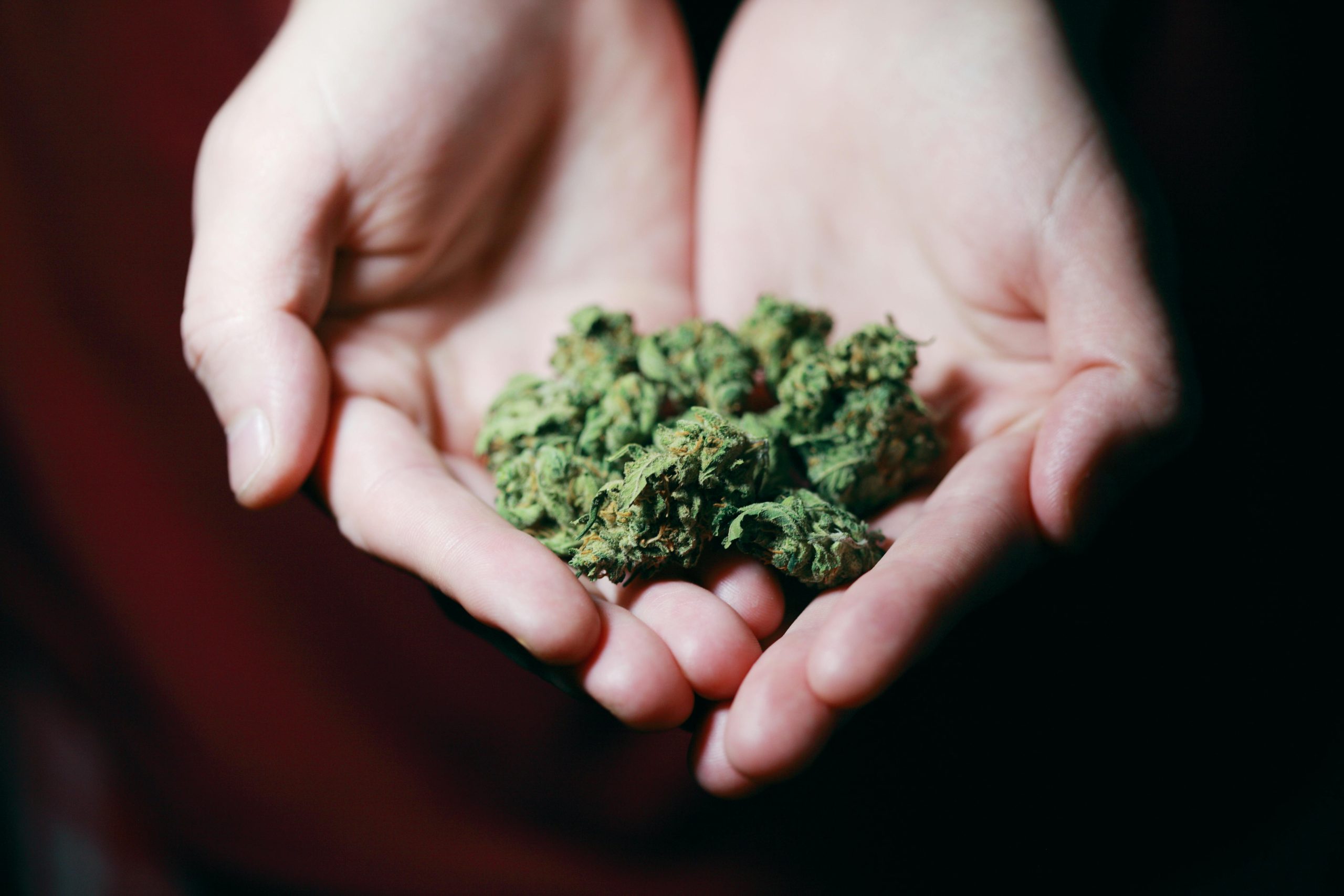 How to Safely and Securely Buy Cannabis from an Online Dispensary in Canada